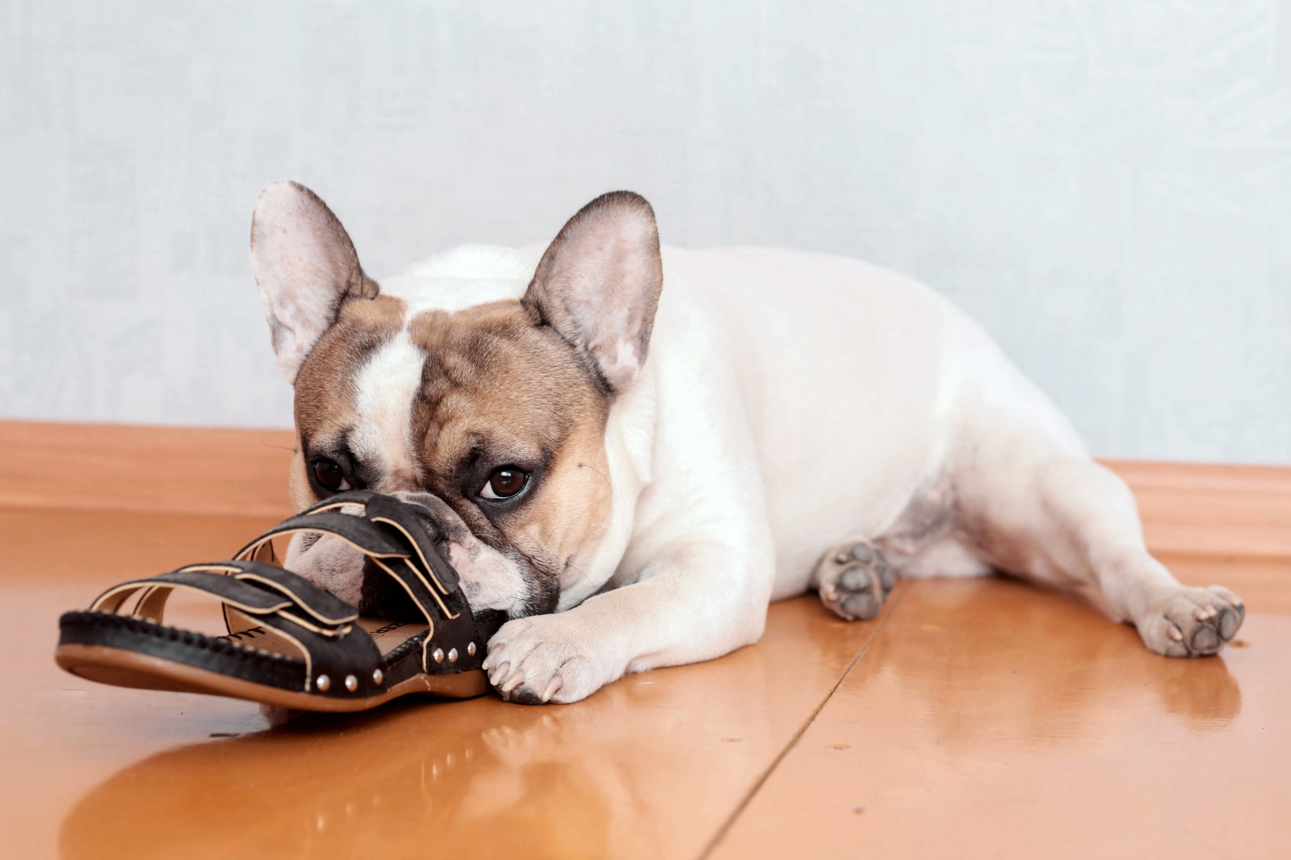 Hund knabbert alles an? Ursachen & Tipps | zooplus Magazine