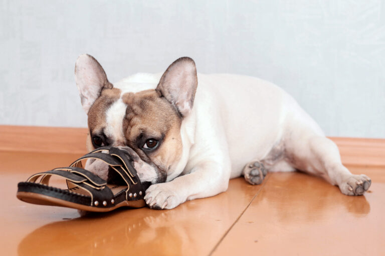 französische bulldogge knabbert an schuhe