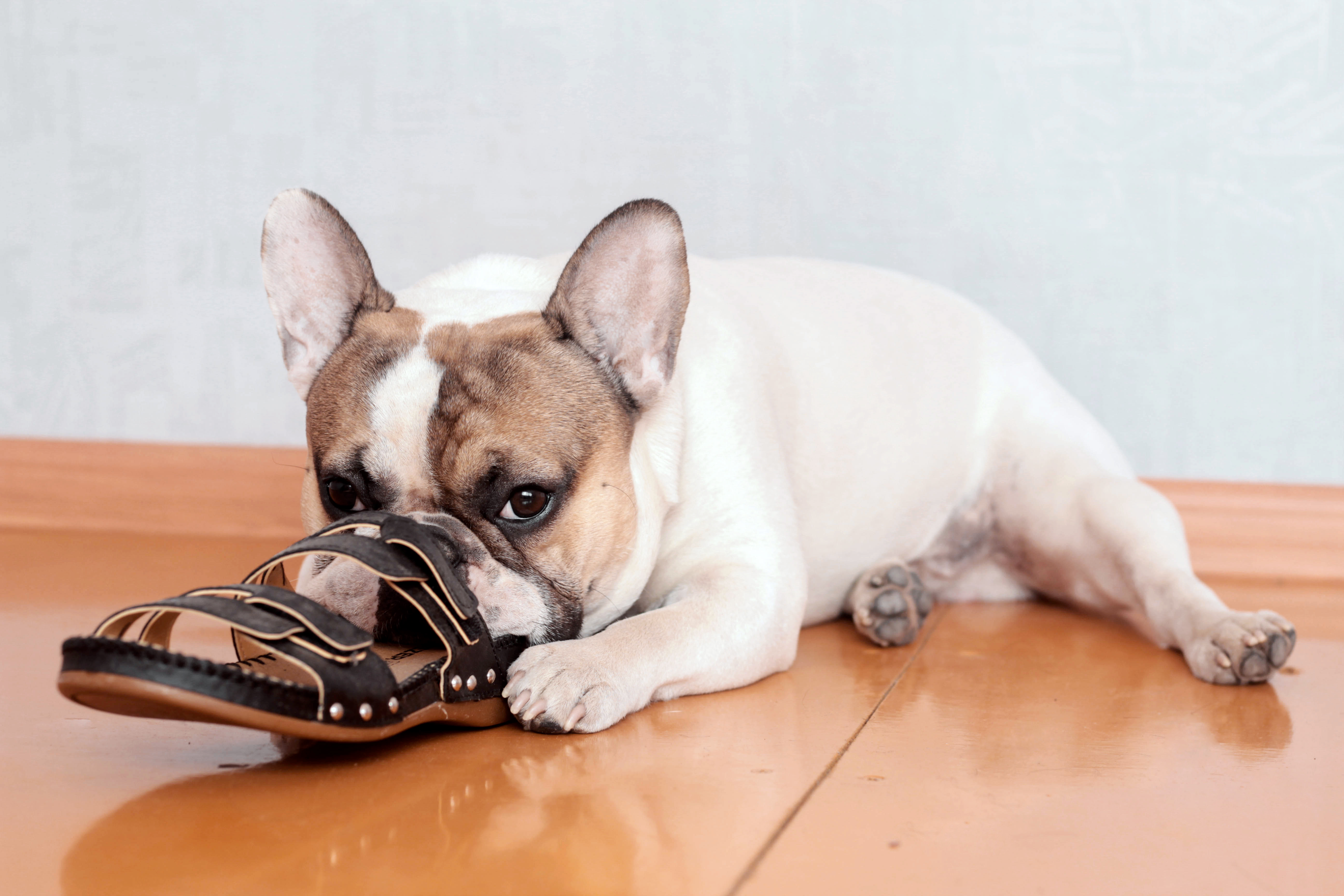 Hund knabbert alles an? Ursachen & Tipps zooplus.at Magazin