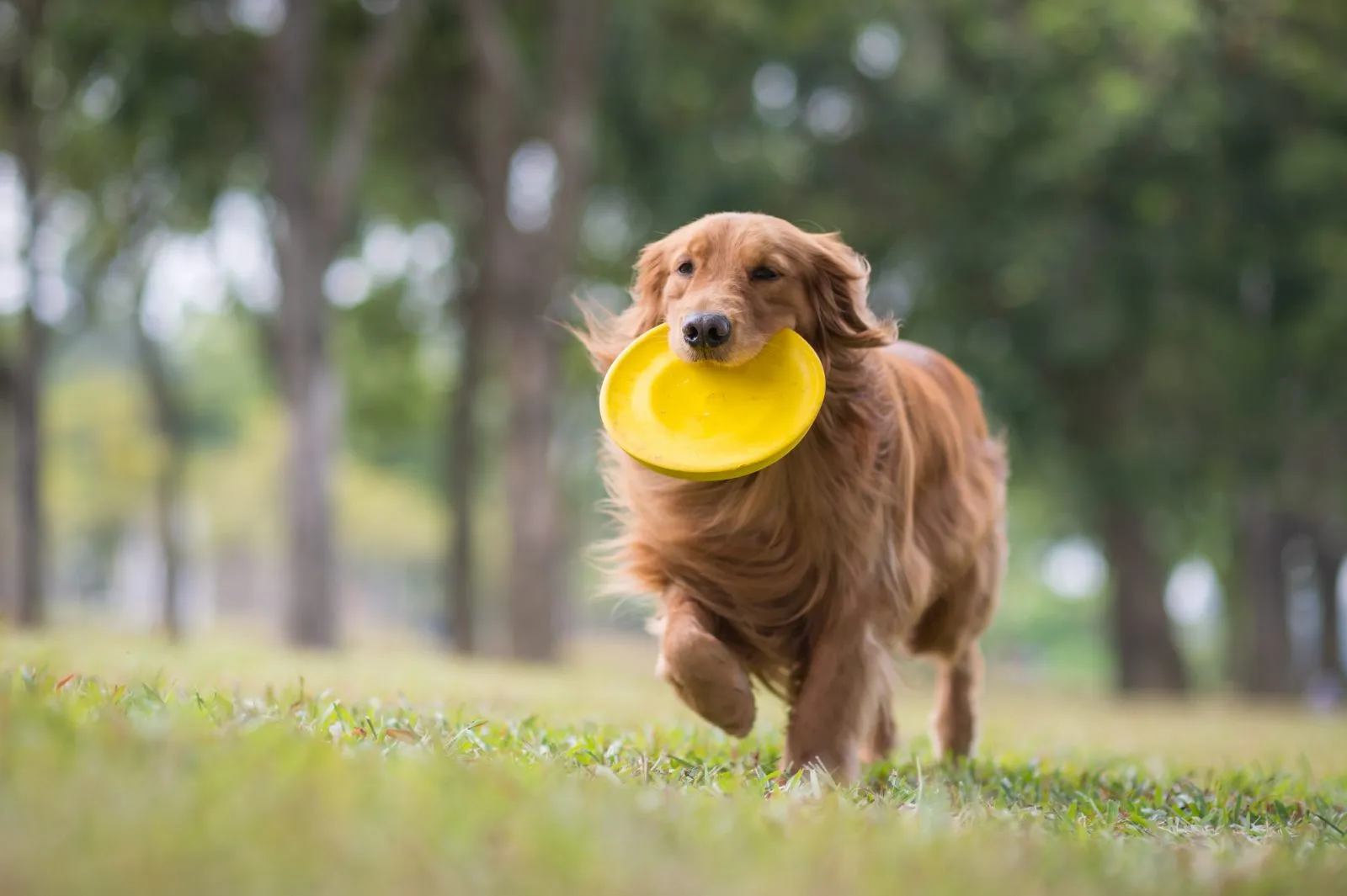 Golden Retriever mit Frisbee im Maul