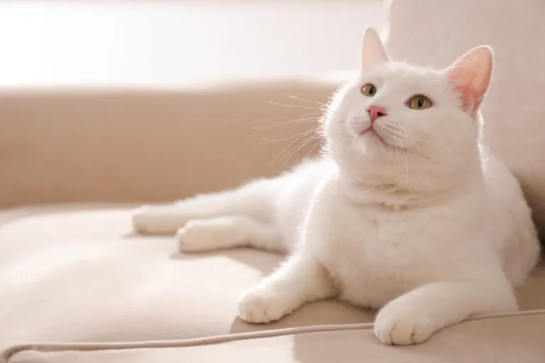 Arthrose bei Katzen Arthrose bei Katzen