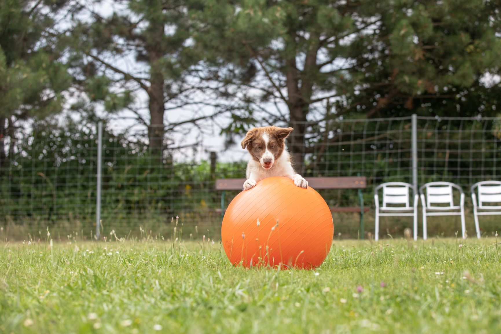 Hund mit Treibball