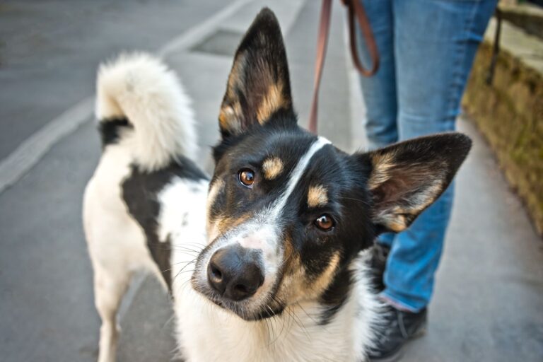 Gassi gehen mit dem Hund