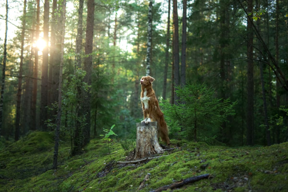 Hund auf Baumstamm