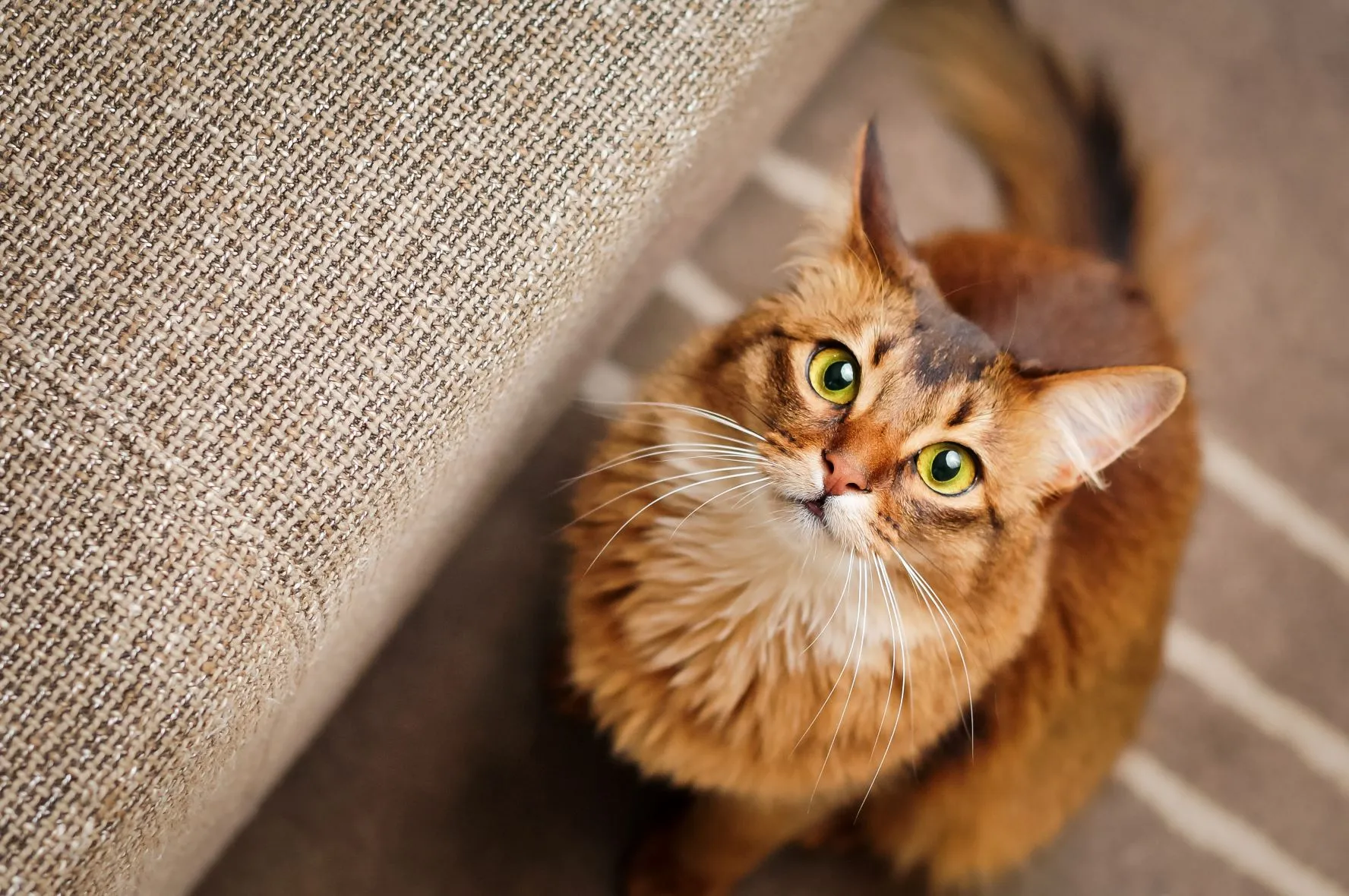 Katzenohren sind sehr beweglich