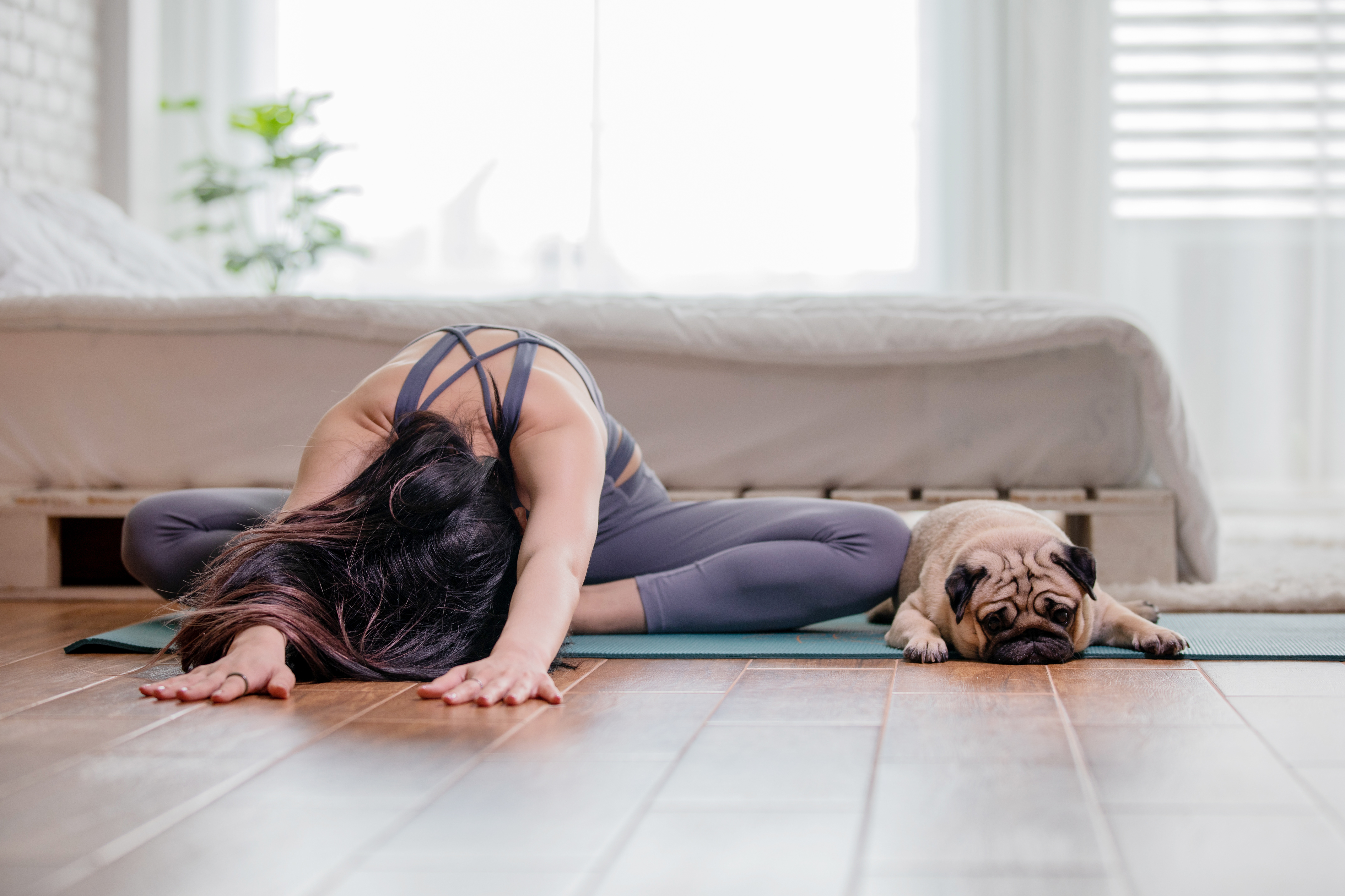 Hund macht Yoga mit seinem Frauchen