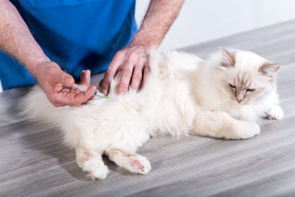 Fibrosarkom bei Katzen Symptome & Behandlung zooplus