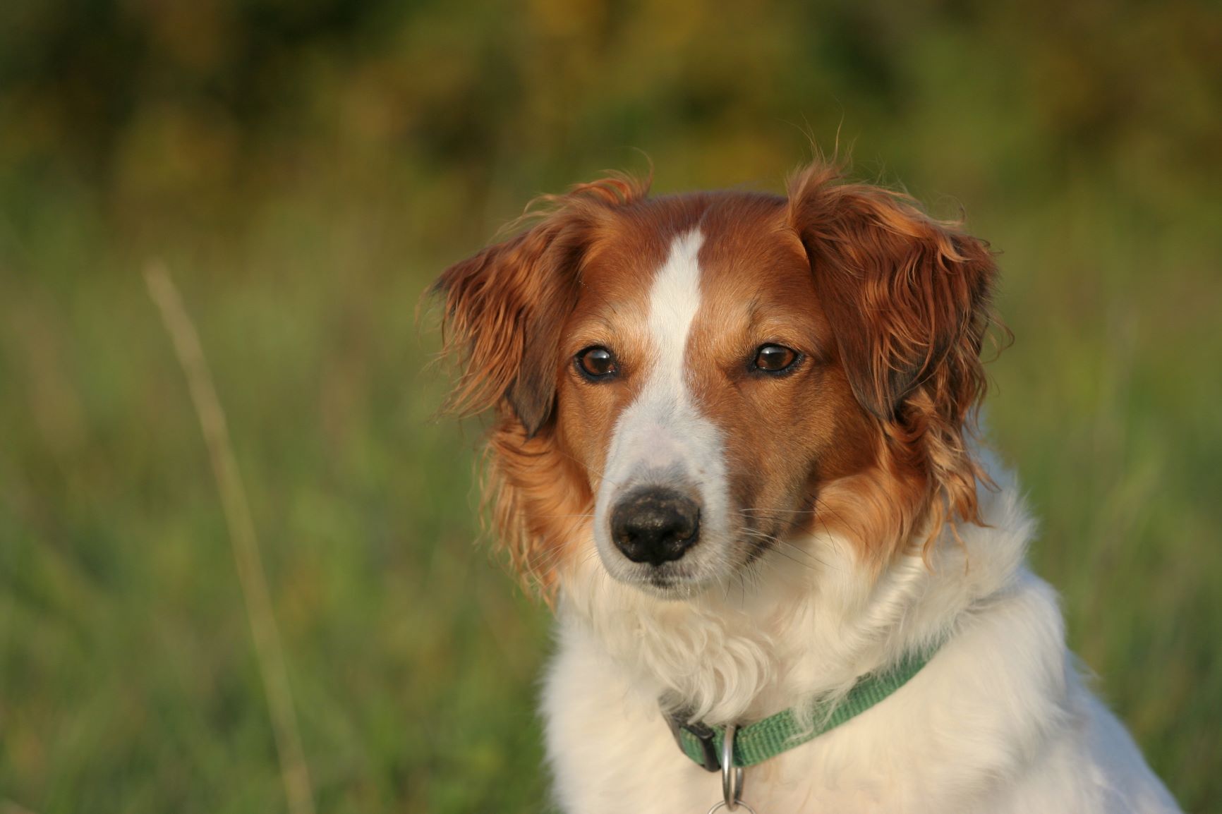 Hund auf einer Wiese in der Abendsonne.