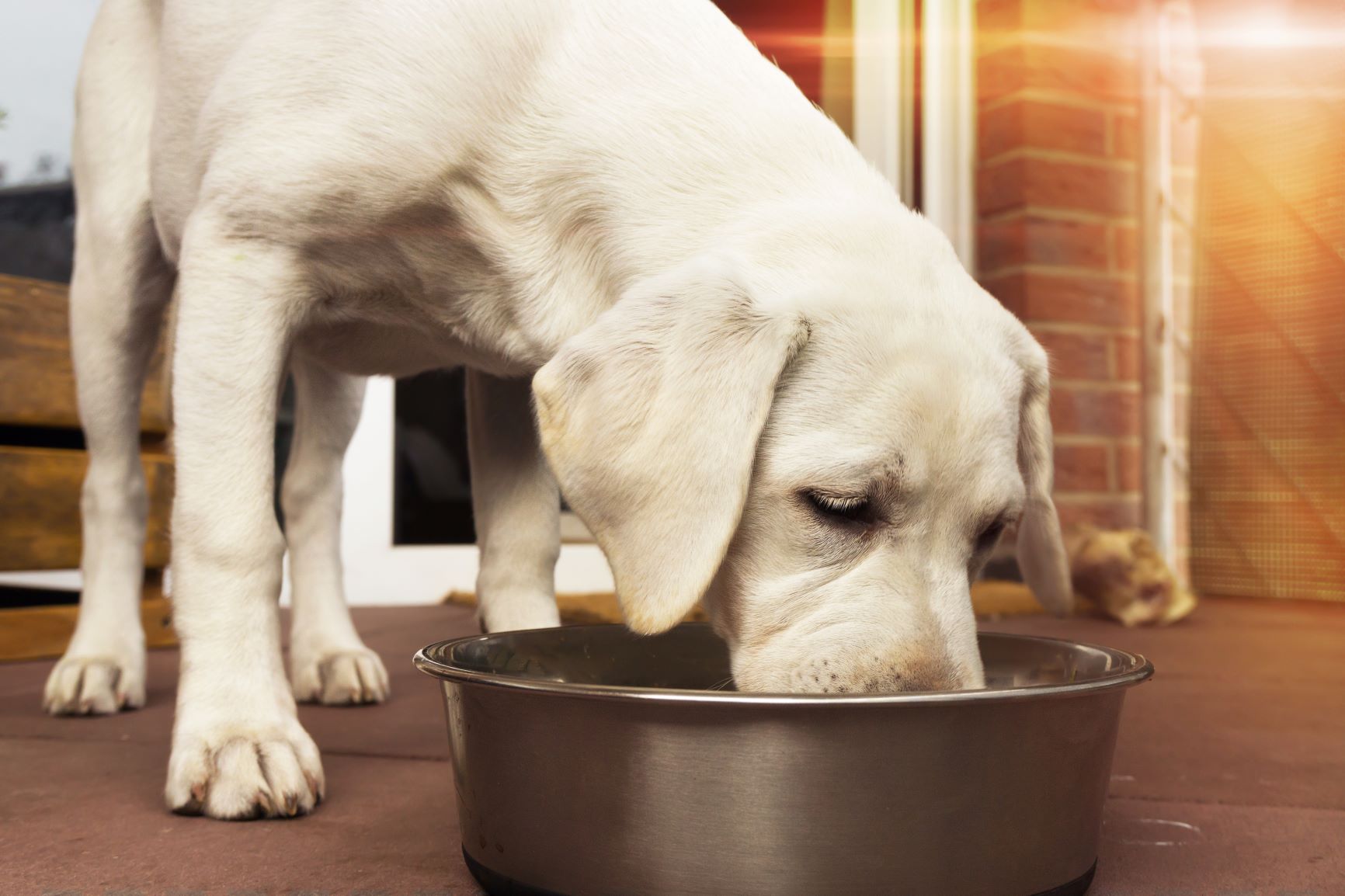 Labrador Hund Welpe frisst einen Knochen mit Fleisch aus einem Napf