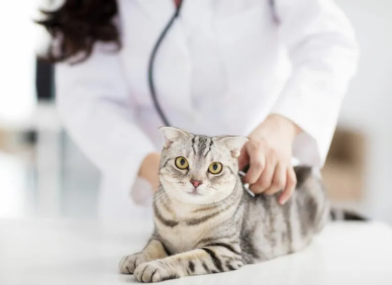 Eine Katze wird von einem Tierarzt auf Schmerzen untersucht. Eine Katze wird von einem Tierarzt auf Schmerzen untersucht.