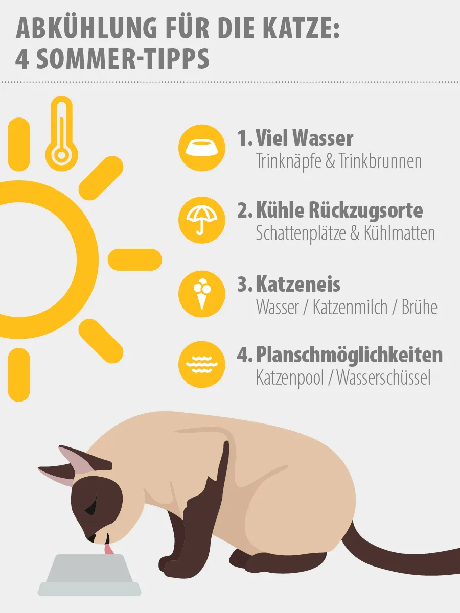 Infografik mit Tipps, um Abkühlung für Katzen zu schaffen Infografik Tipps Abkühlung für Katzen