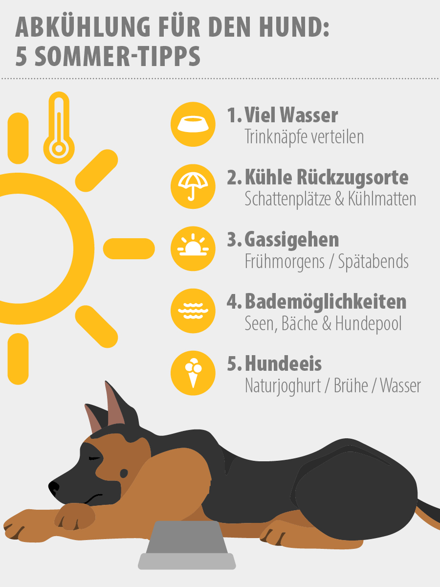 Infografik Tipps Abkühlung für Hunde