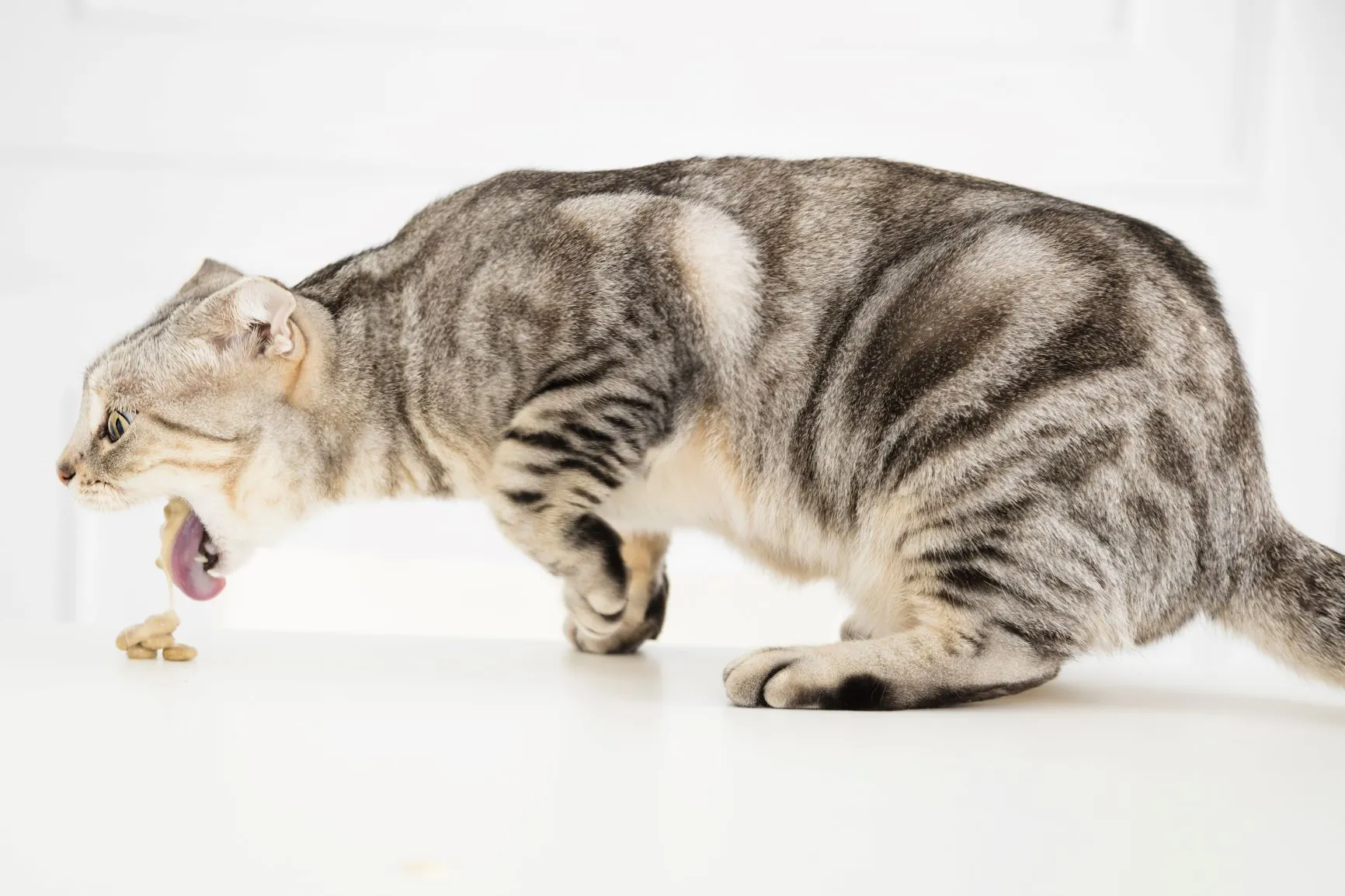 Katze erbricht Darmverschluss Symptom