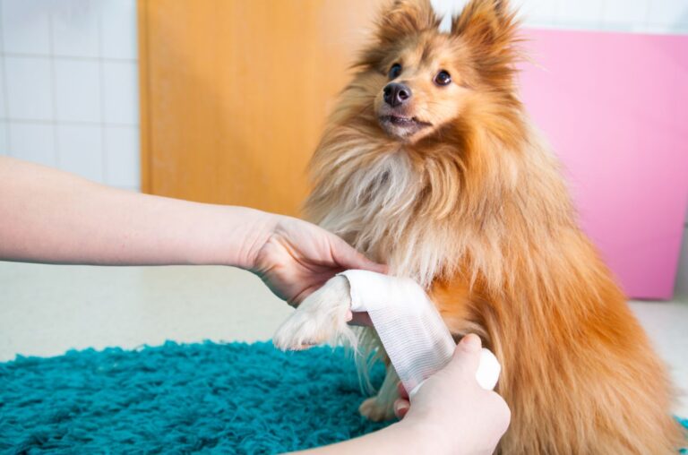 Ein Sheltie bekommt Erste-Hilfe-Versorgung