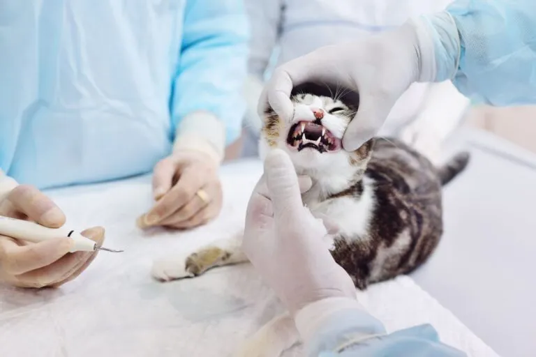 Tierarzt untersucht Katze auf FORL FORL bei Katzen