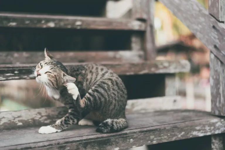 Flöhe bei Katzen verursachen Juckreiz Flöhe bei Katzen