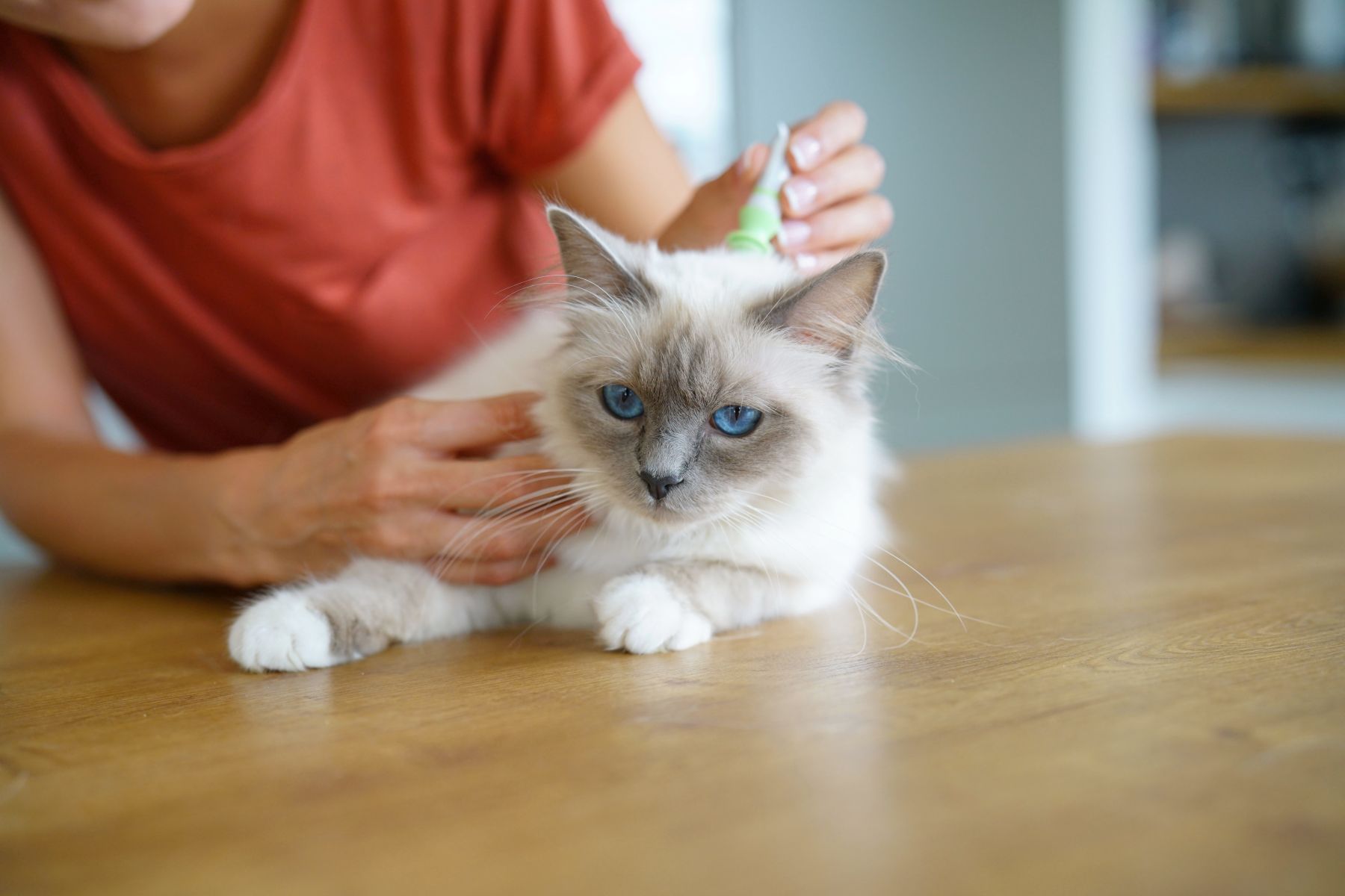 Katze Behandlung Flöhe