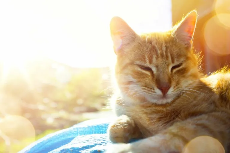 Katze liegt in der Sonne Katze genießt die Sonne auf einer Decke