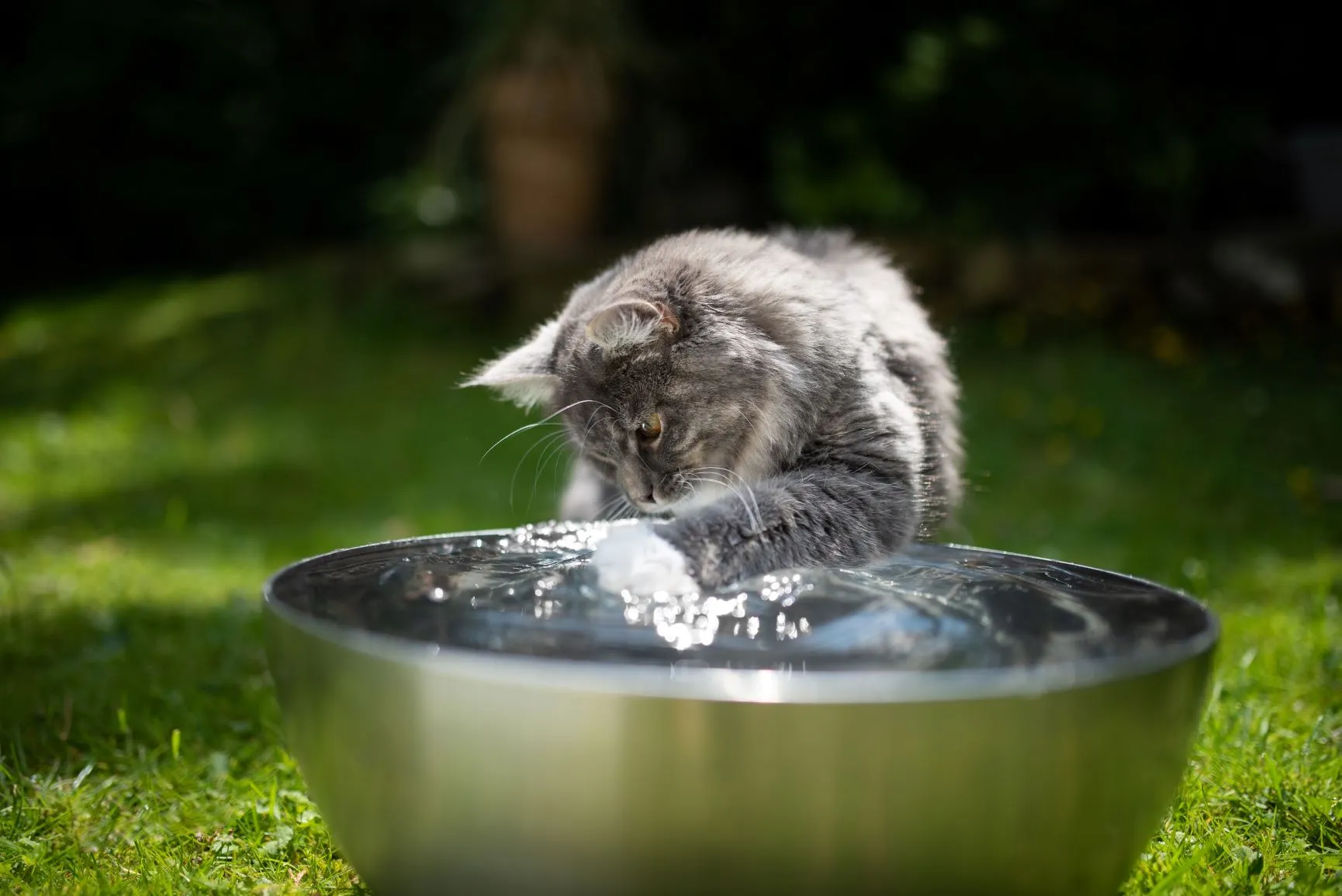 Katze spielt mit Wasser Katze im Sommer mit Wasser abkühlen