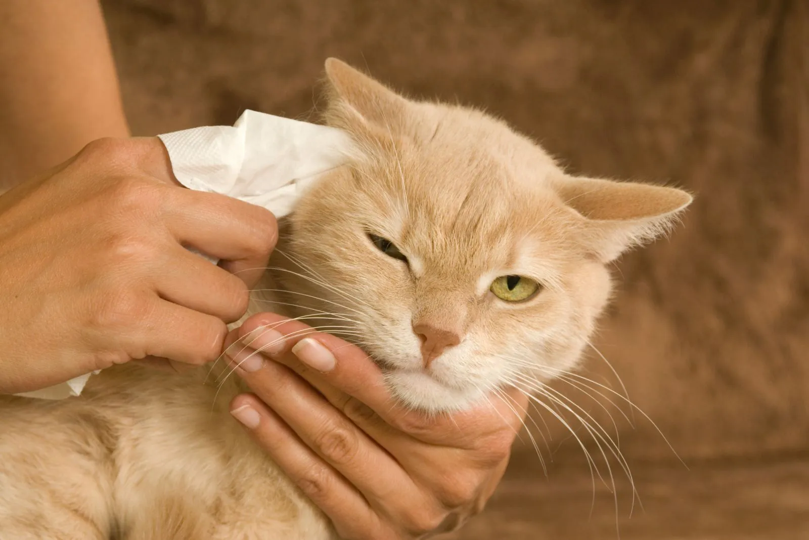 Frau säubert einer Katze die Ohren Ohrmilben bei Katzen entfernen