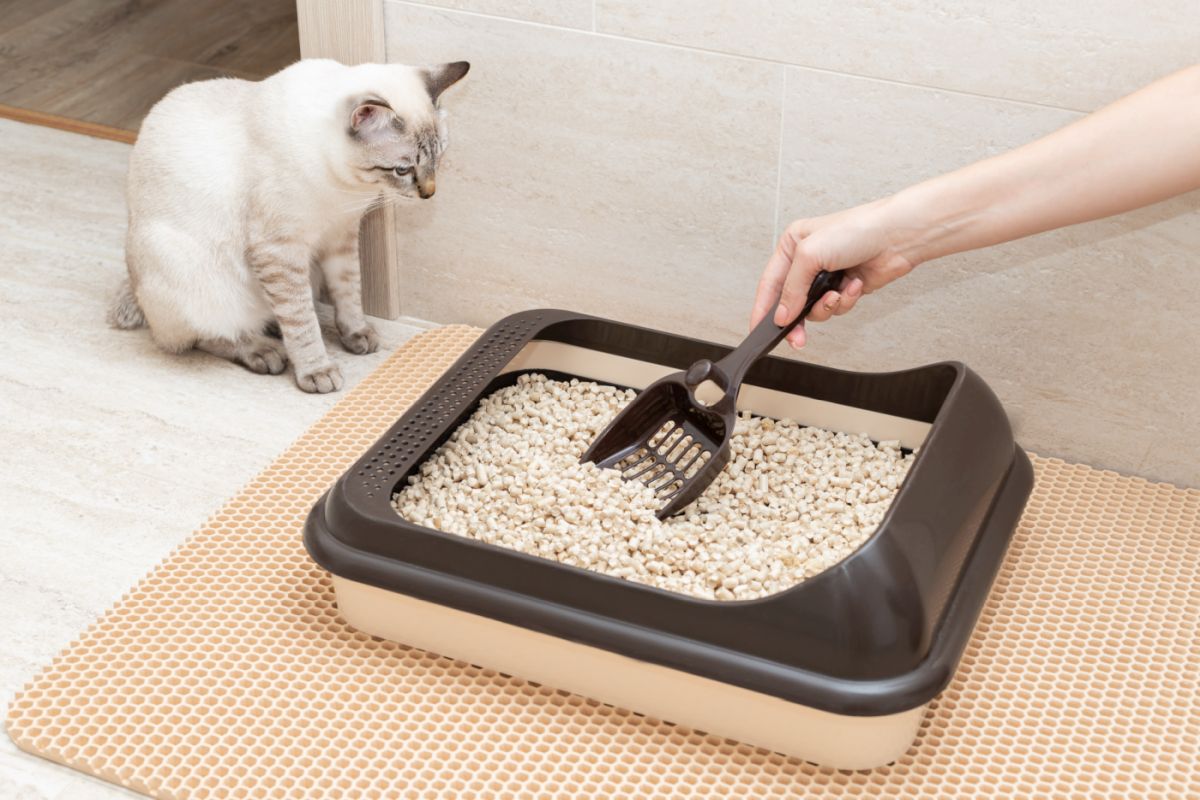 Umgang mit Katzenstreu