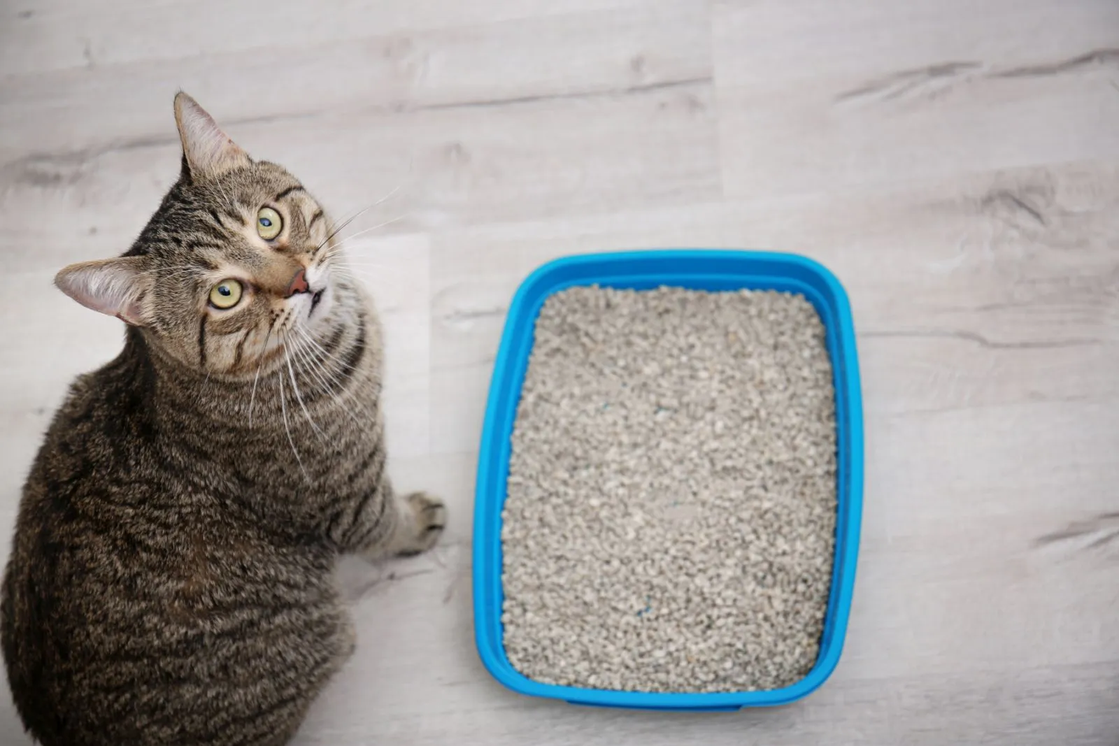 Alle Katzenstreuarten im Vergleich : Vorteile & Nachteile | zooplus