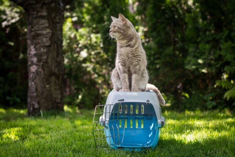 Katzentransportbox finden