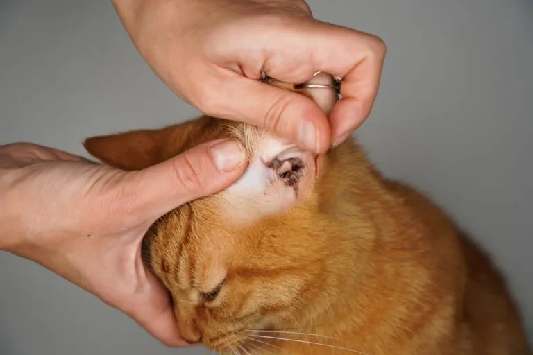 Beläge am Ohr sind Anzeichen für Ohrmilben bei Katzen Ohrmilben bei Katzen