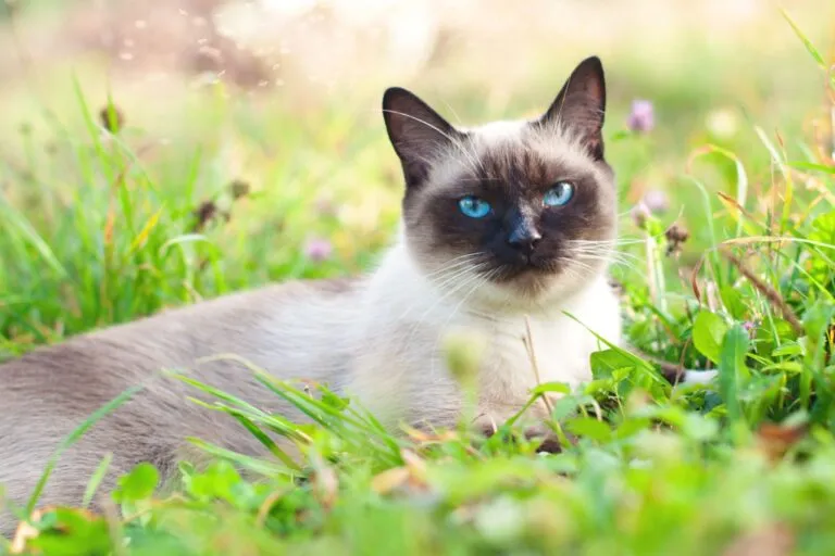 Thaikatze liegt im Gras Parasiten bei der Katze