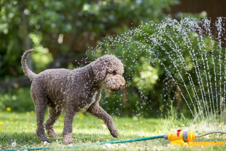 hund spielt mit wasserfontaine