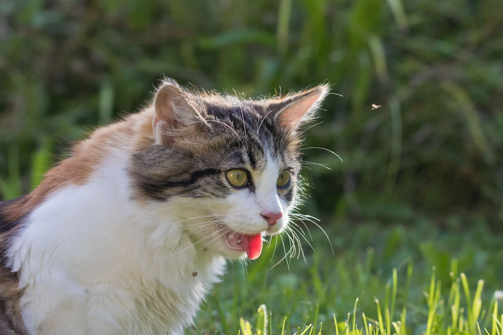 katze hechelt bei hitze Eine Katze hechelt, was ein Symptom für einen Hitzschlag darstellt