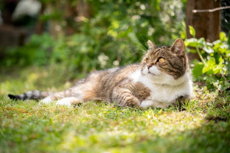 Eine Katze liegt auf einer Wiese im Schatten