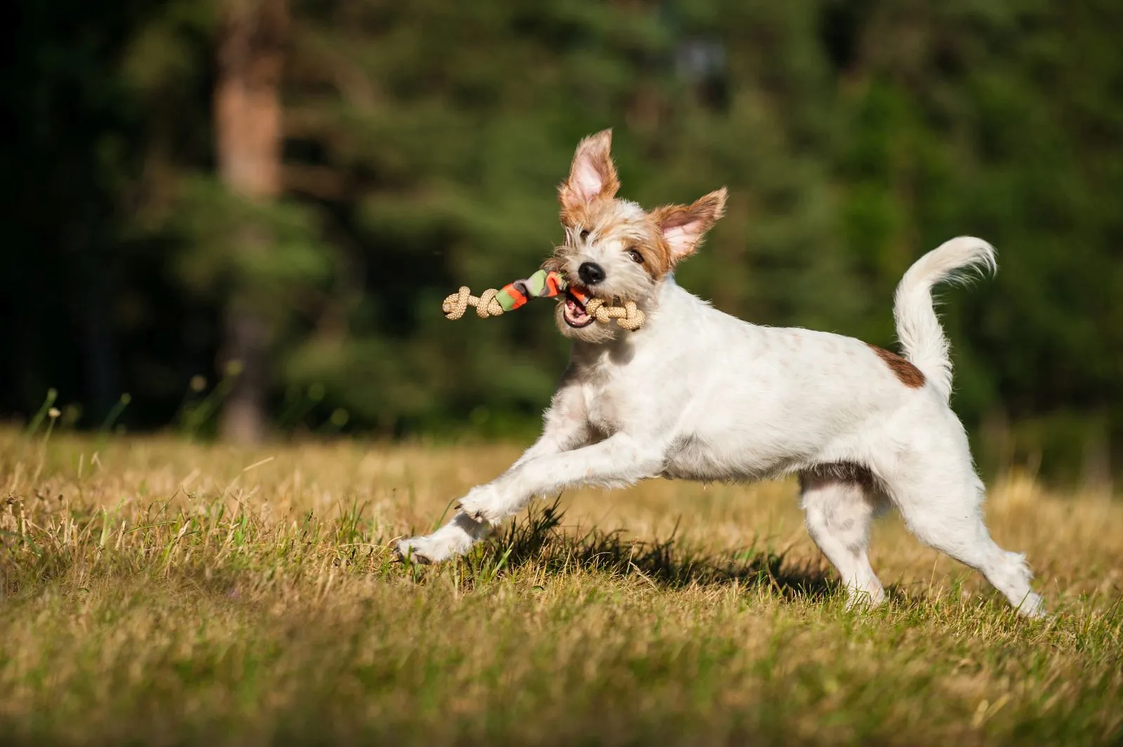 rennender kromfohrl&auml;nder mit spielzeug