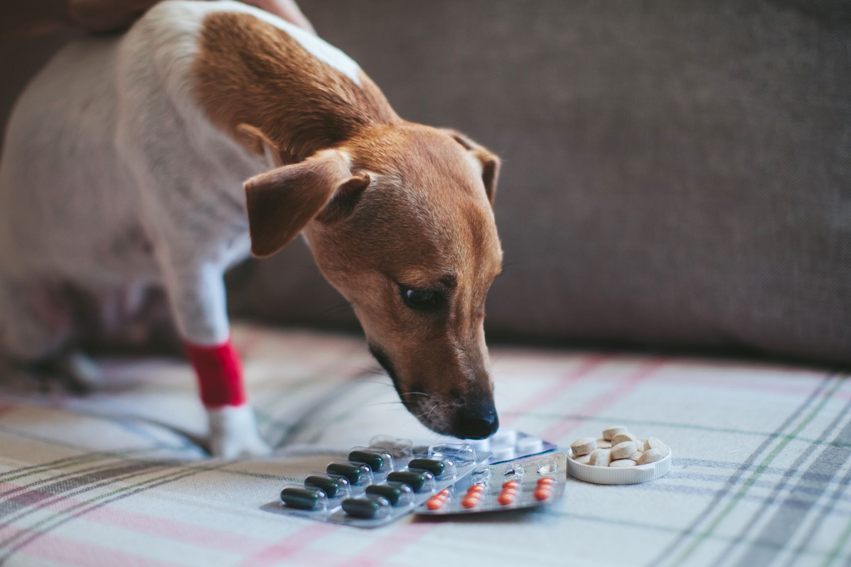 Medikamente können Schmerzen beim Hund lindern.