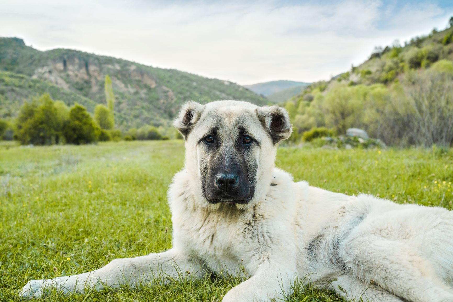 Kangal ist als Zeithund nicht so gut geeignet.