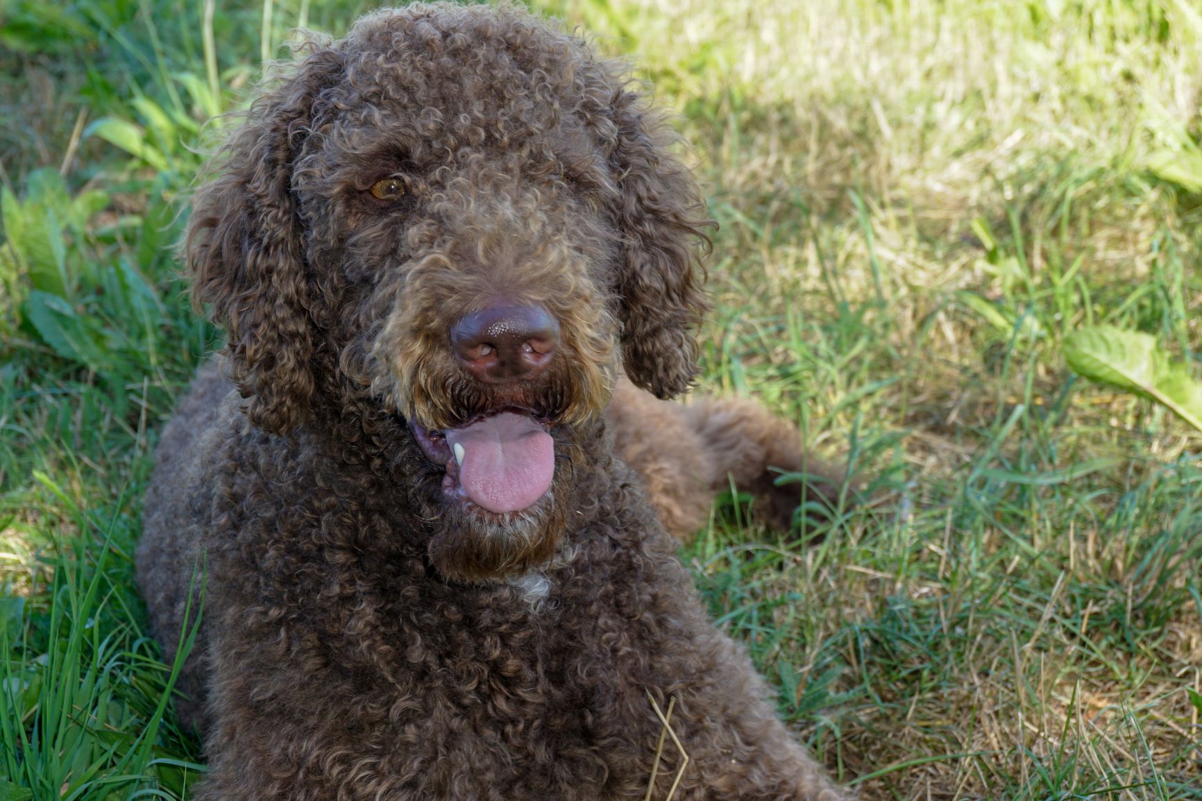 Labradoodle liegt im Gras