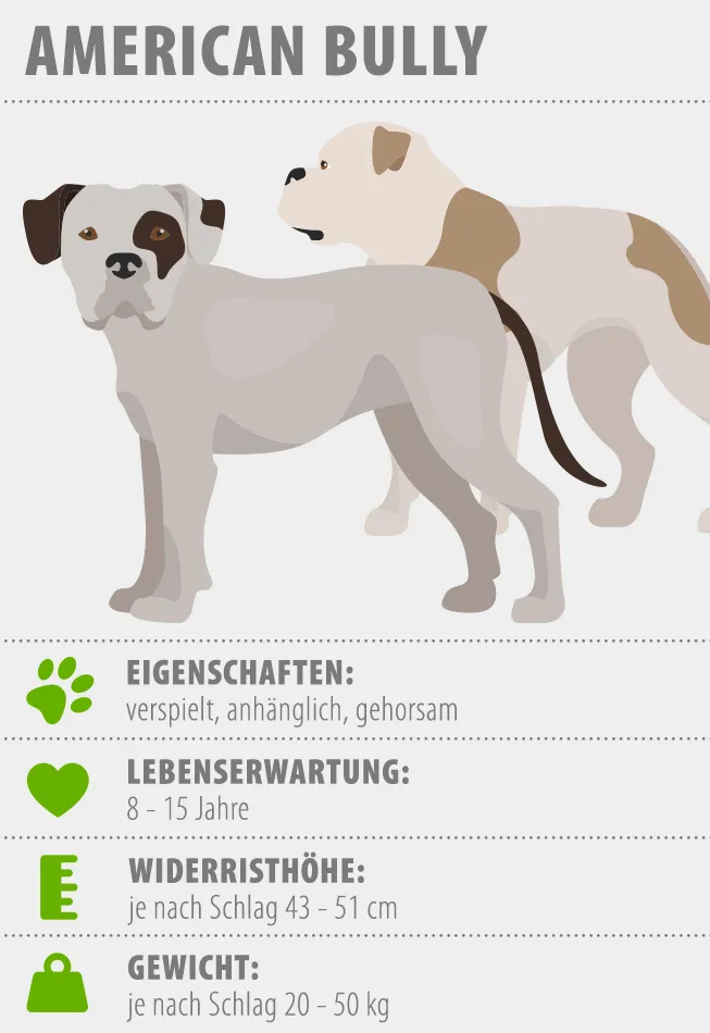Infografik zum American Bully Hunderasse