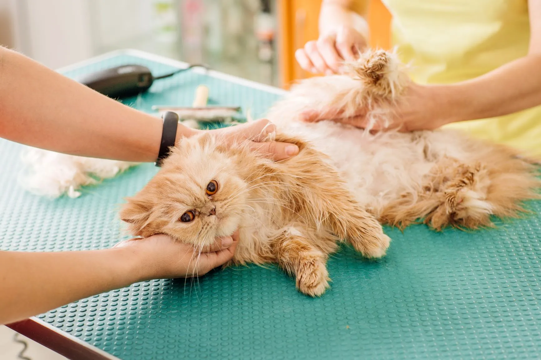 Katze-Fell-Tierarzt Fellpflege bei Katzen