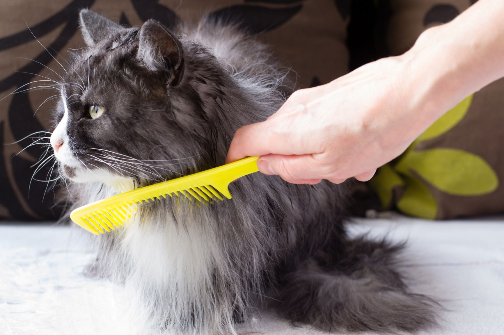 Fellpflege bei Katzen mit einem Kamm.