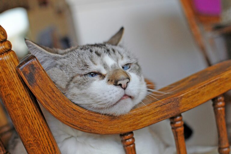 Altersschwache Katze liegt im Schaukelstuhl.