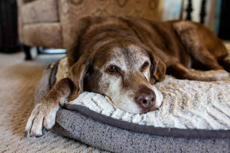 Ein alter Hund liegt auf einem Hundebett