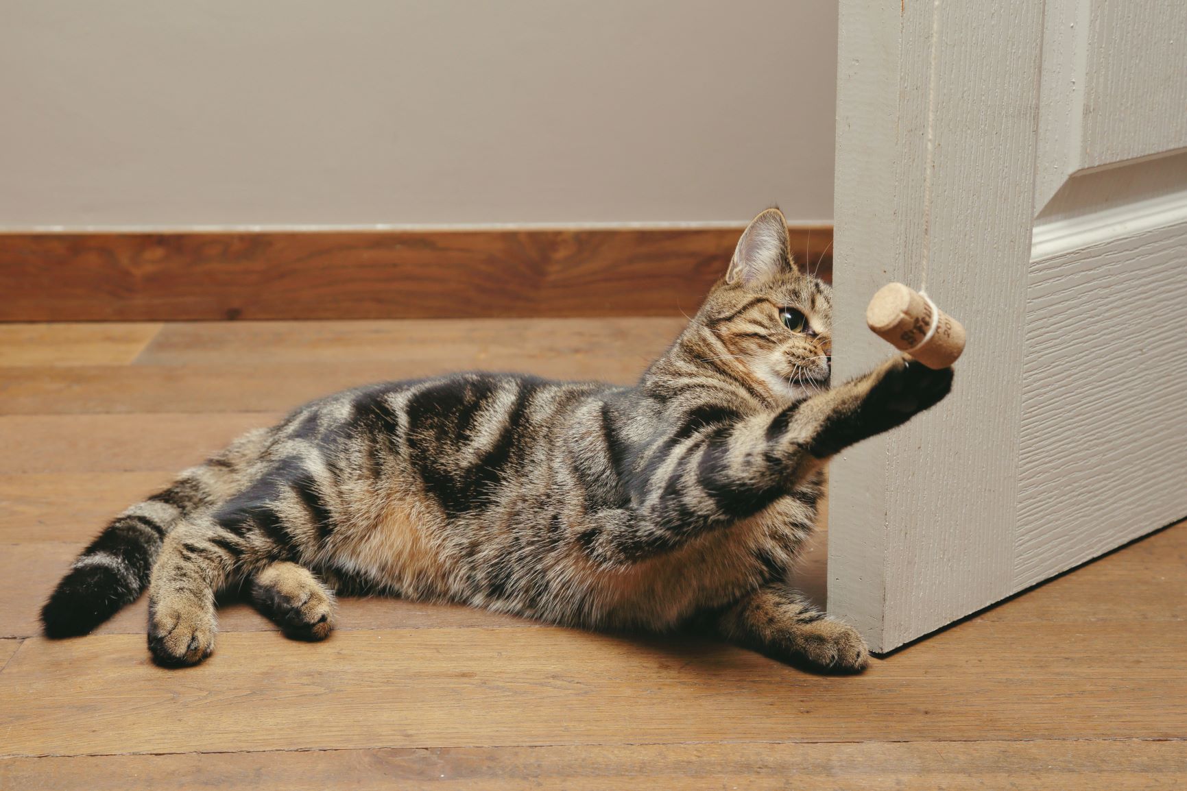 Katzenspielzeug mit einem Korken selber machen.