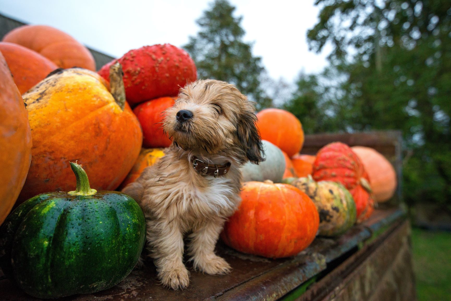 Dürfen Hunde Kürbis essen