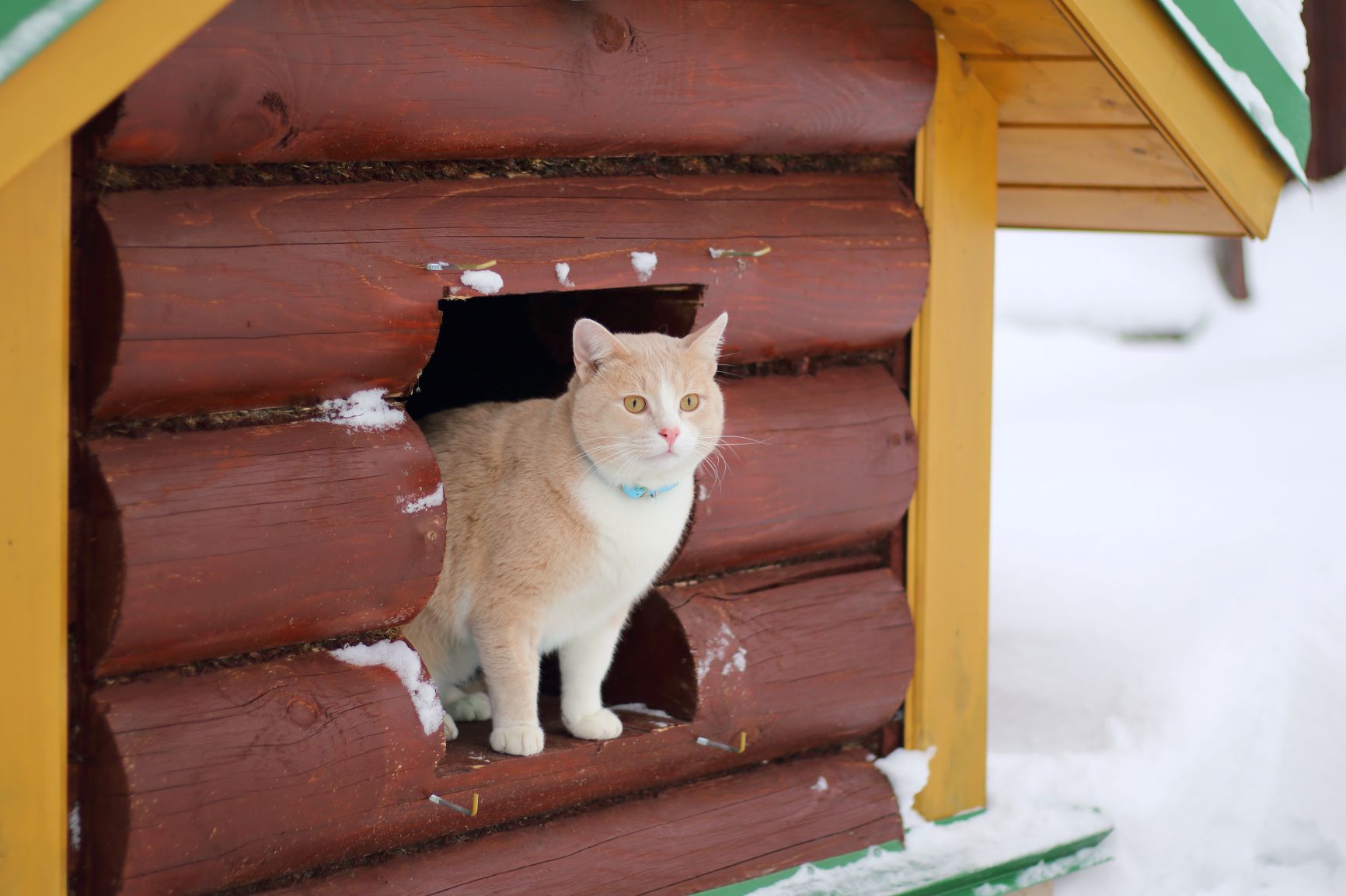 Katze schaut aus einem Katzenhaus im Winter.