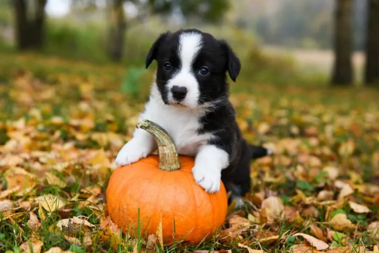 Hund mit Kürbis
