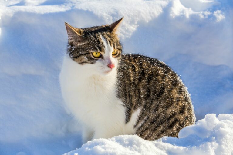Katze sitzt im Winter im Schnee.