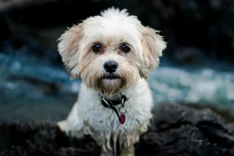 Designer-Dog aus Shih tzu und Malteser.