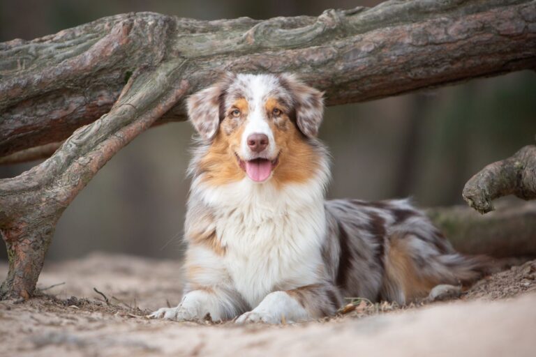 australian shepherd hund in der natur