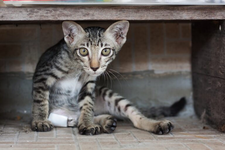 Katze mit Verletzung unter Schrank