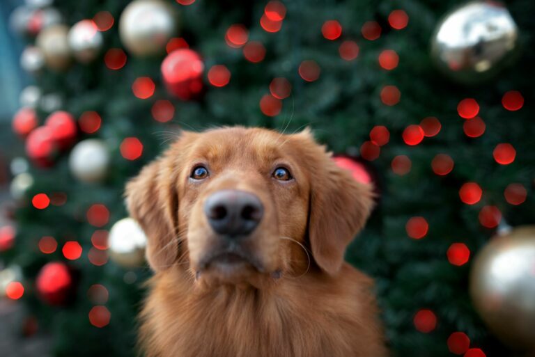 Hund vor einem Weihnachtsbaum.